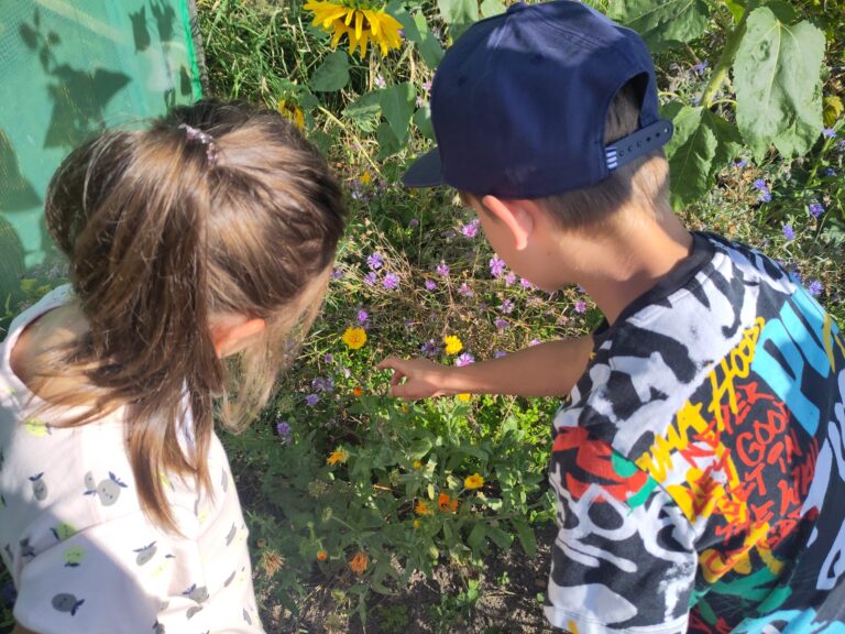 Heilpflanzen-Wissen für die junge Generation: Ferienprogramm zum Salbenkochen
